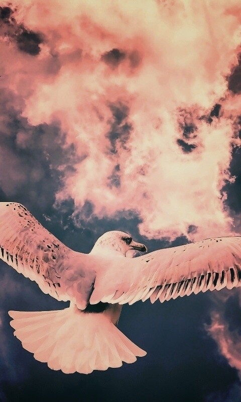 Гордая птица в полете обои