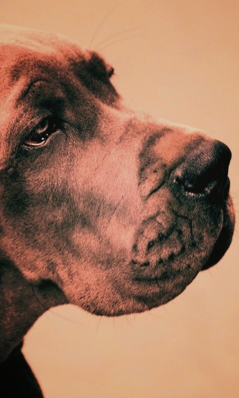 Грустная собака обои