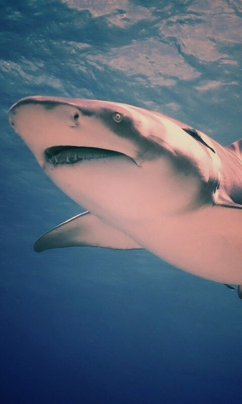 Красивая глубоководная акула обои