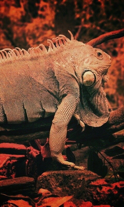 Большая игуана обои