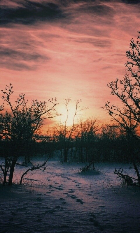 Закат в зимнем лесу обои