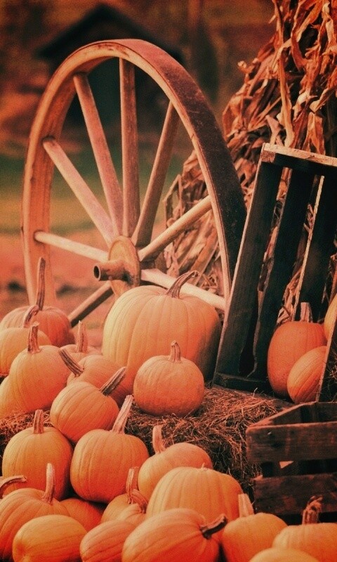 Урожай обои