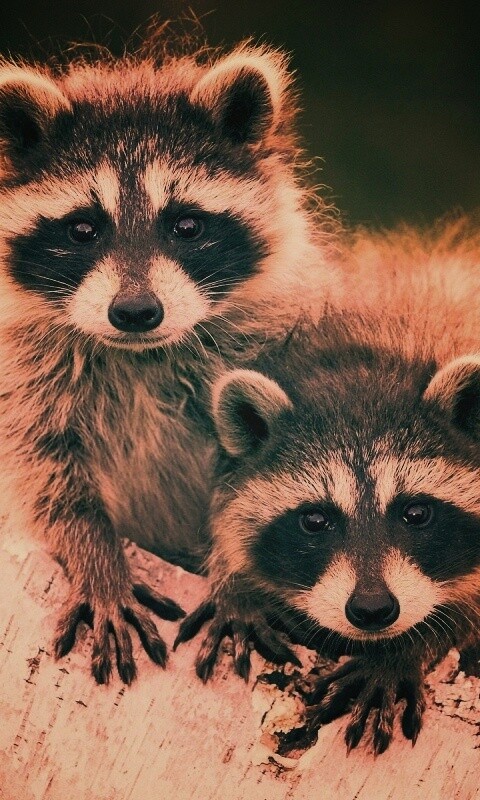 Полосатики обои