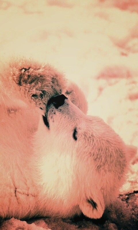 Мишка на севере обои