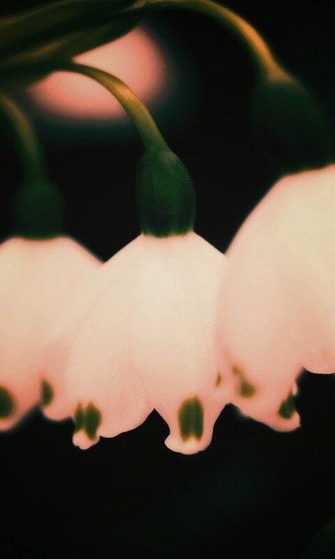 Белые ландыши обои