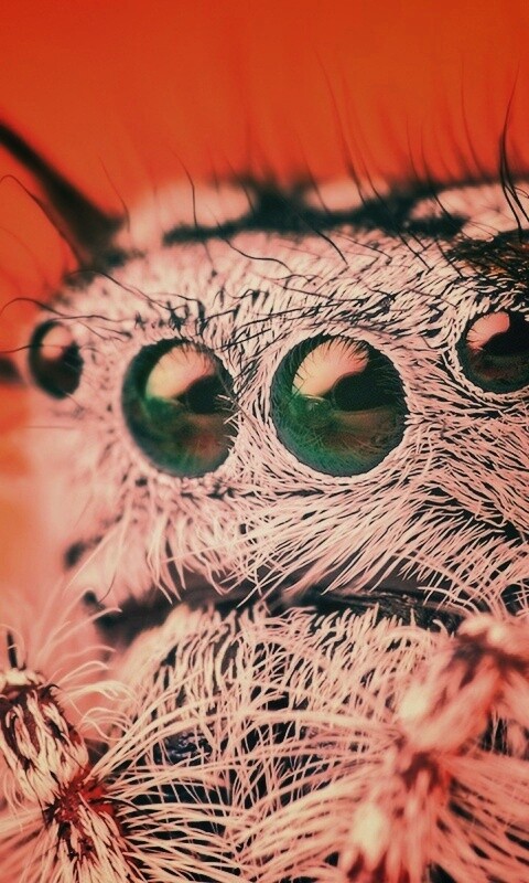 Паук в макро обои