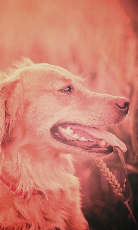 Собаки обои