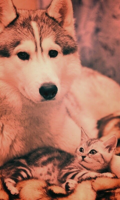 Собака и котенок обои