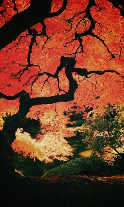 Под оранжевой кроной обои