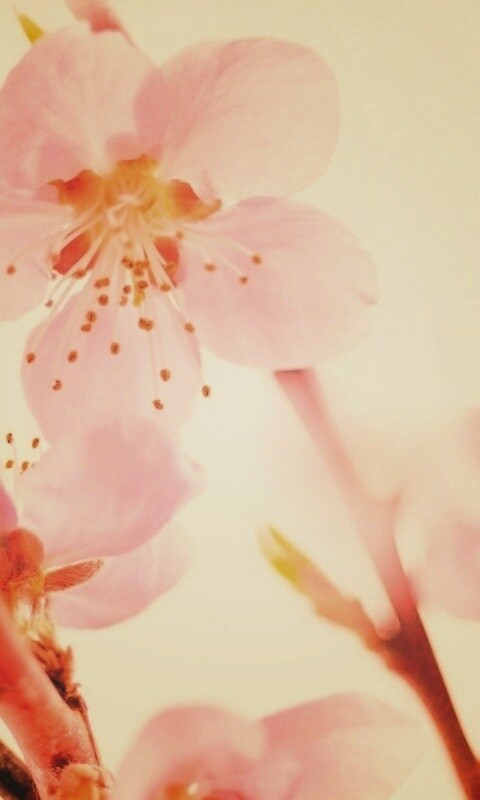 Нежные розовые цветы обои