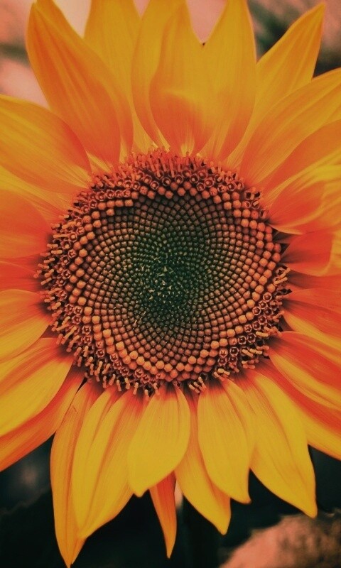 Подсолнух на поле обои