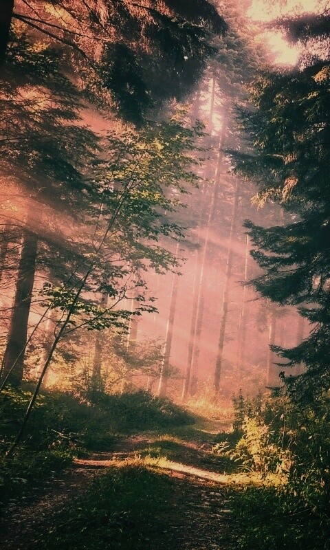 Тропа в лесу обои