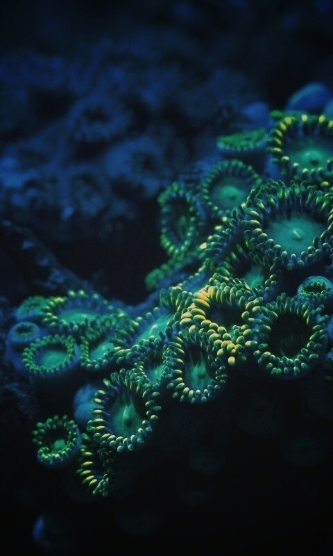 Морское дно обои