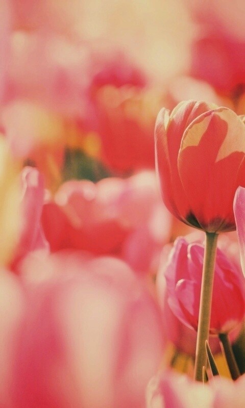 Красивые тюльпаны обои