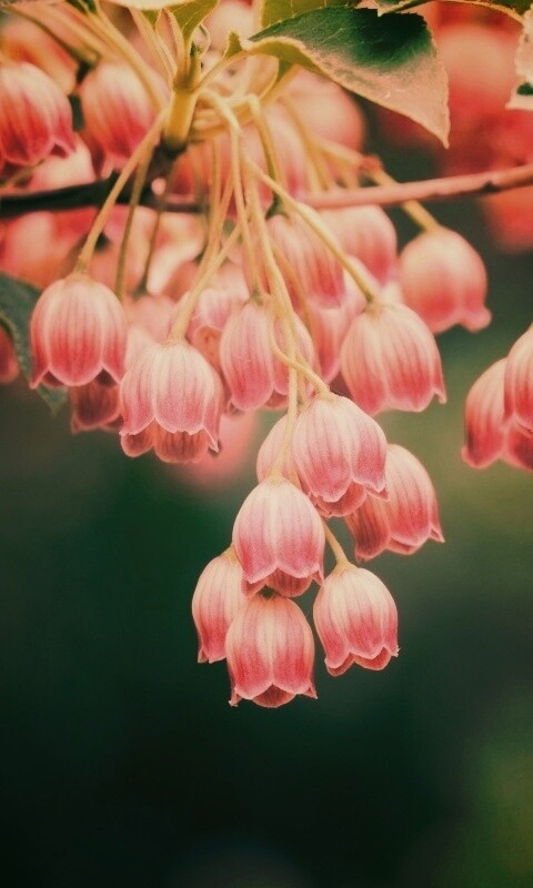 Красные колокольчики обои