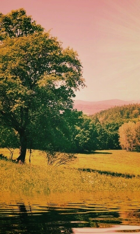 Дерево у воды обои