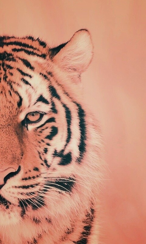 Красавец тигр обои