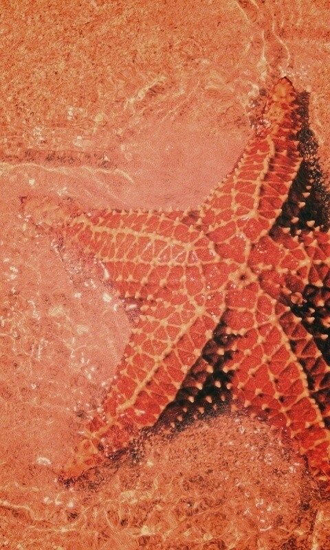 Морская звезда обои