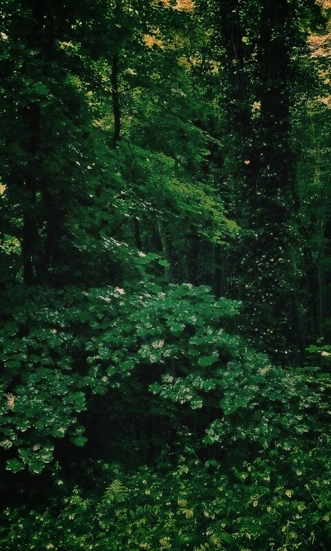 Заросли обои