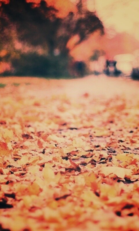 Осенние листья обои