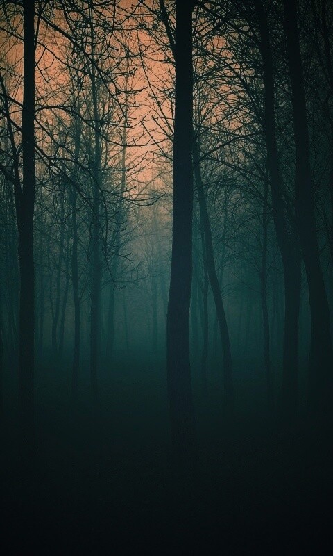 Страшный туманный лес обои