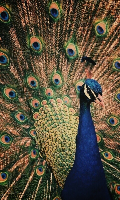 Красивый павлин обои