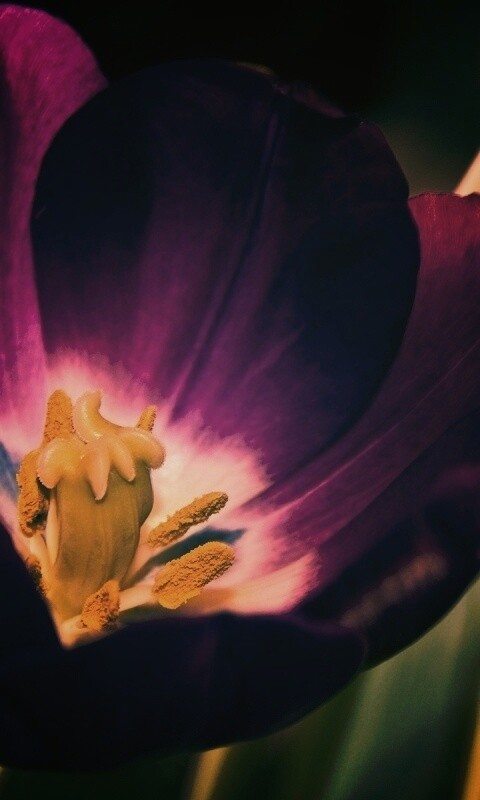 Фиолетовый цветочек обои