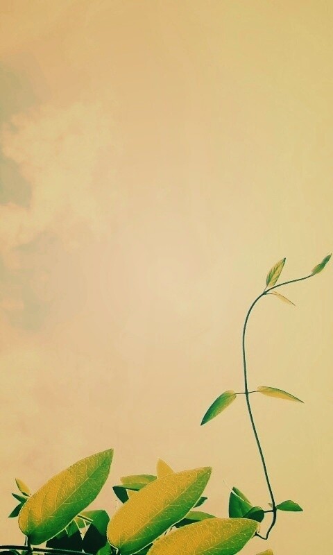 Зеленые ветви на фоне голубого неба обои