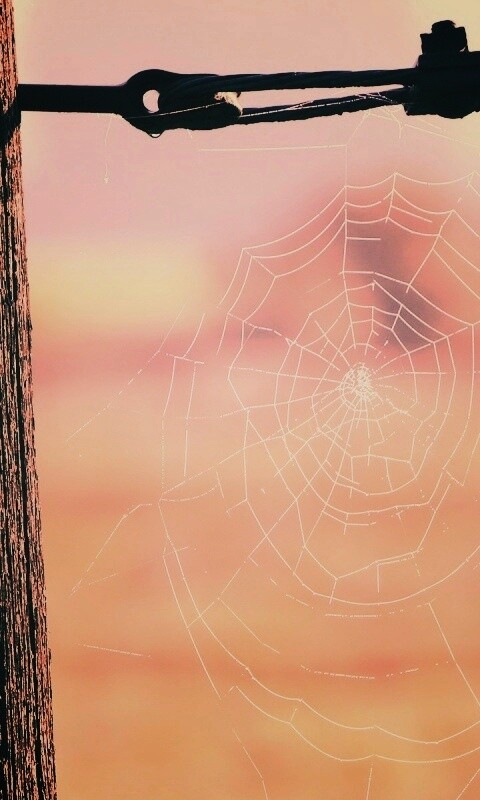 Паутина 51 обои