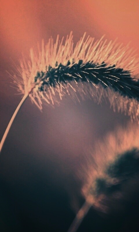 Травинка обои