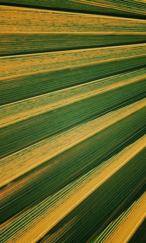 Зеленый пальмовый лист обои
