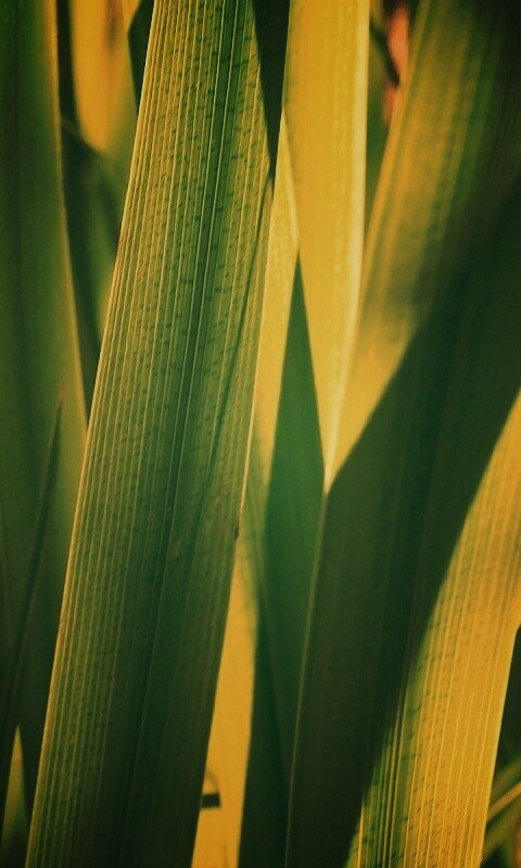 Стебли травы обои