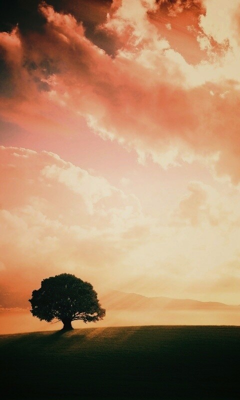 Холм и дерево обои