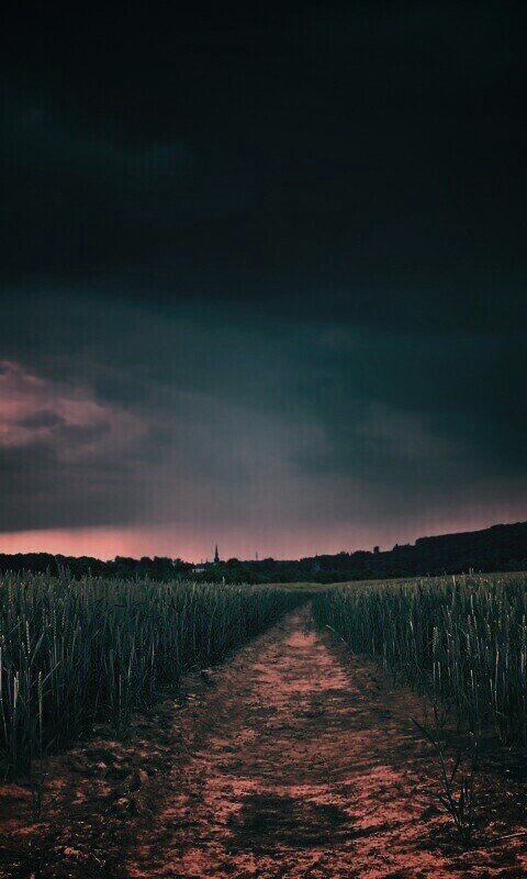 Поле ночью обои