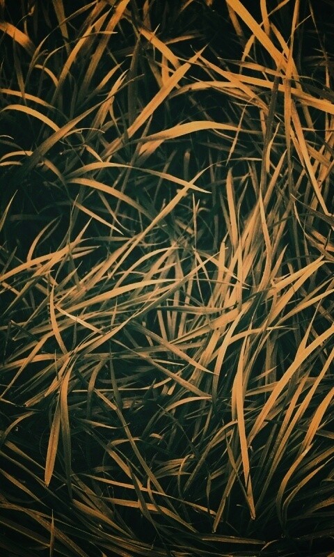 Блеклая трава обои