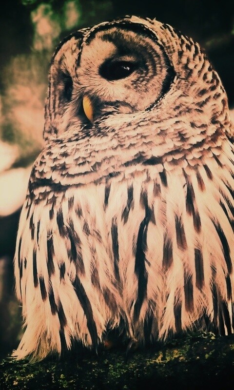 Сова на ветке обои