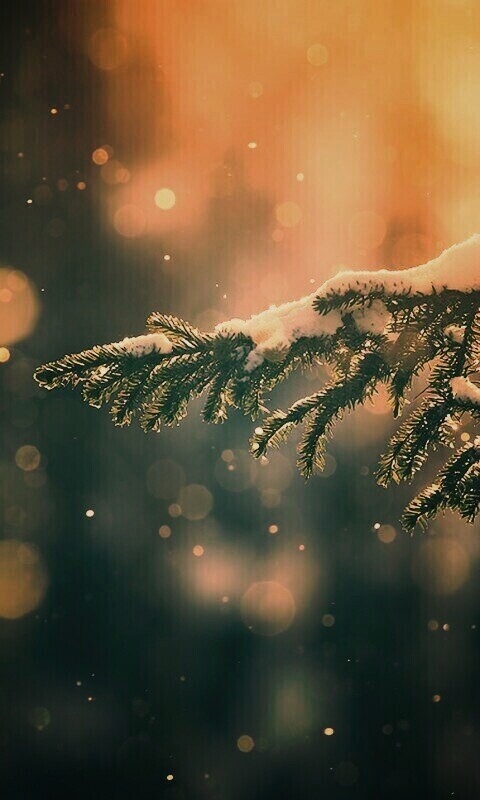 Еловая лапа обои