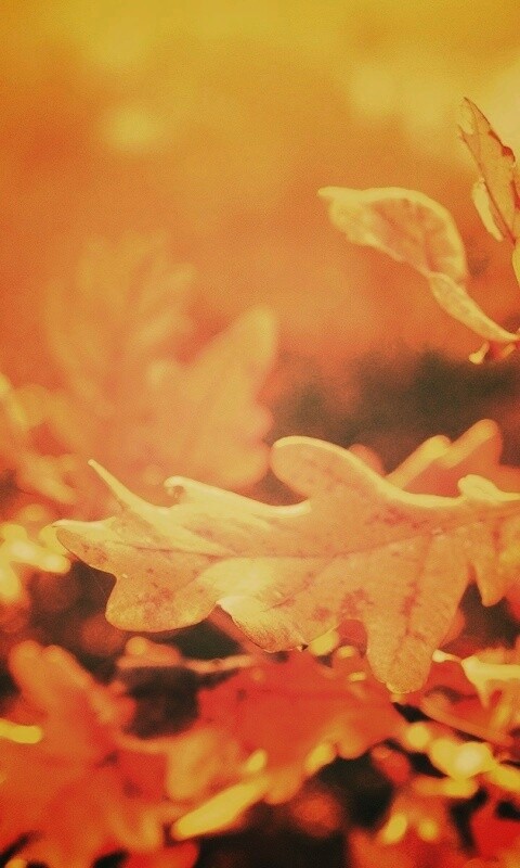 Дубовые листья обои