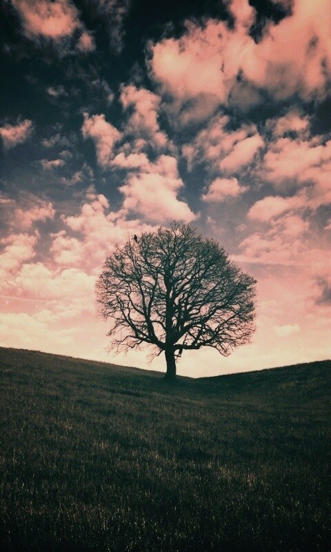 Холм одинокого дуба обои