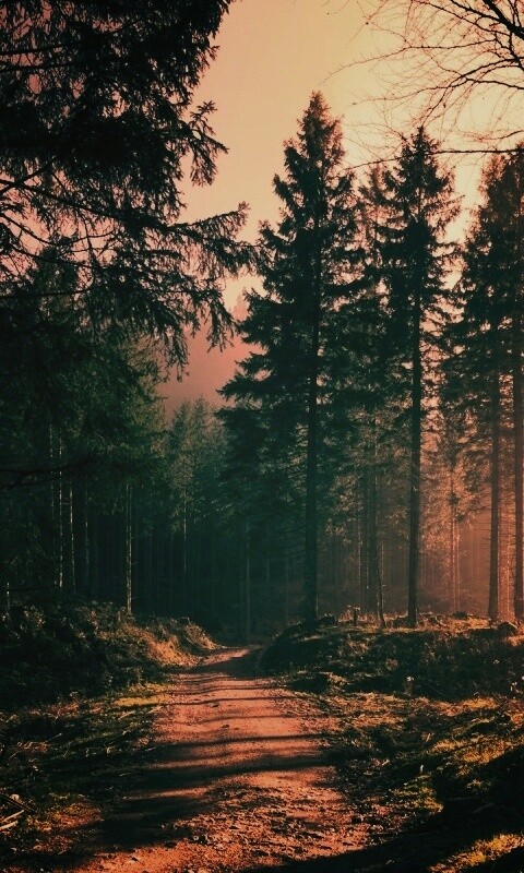 Лесная дорога обои