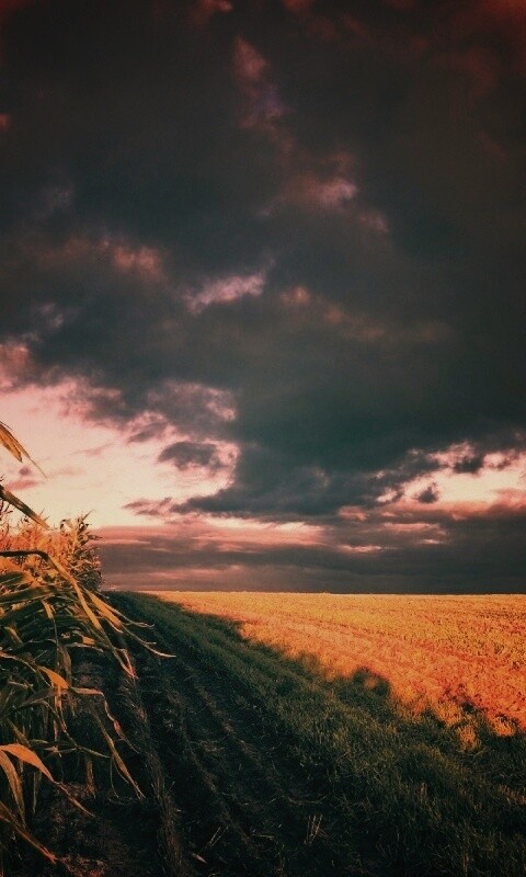 Кукурузное поле обои