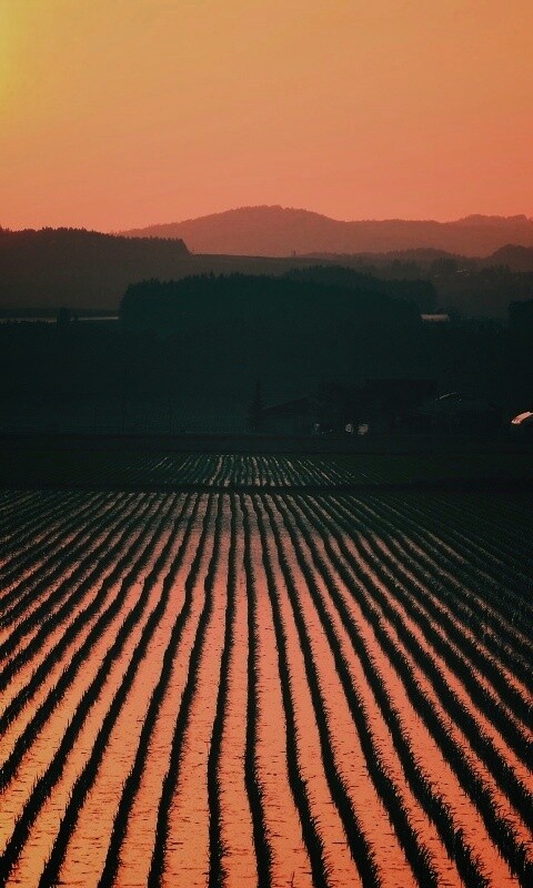 Рисовые поля обои