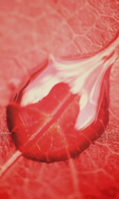 Две капли на красном листке обои