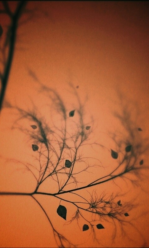 Это осень обои