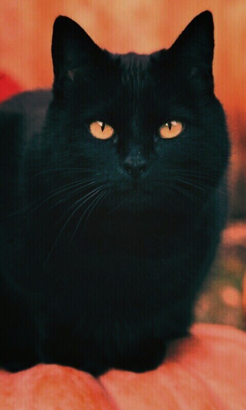 Чёрный кот на тыкве обои