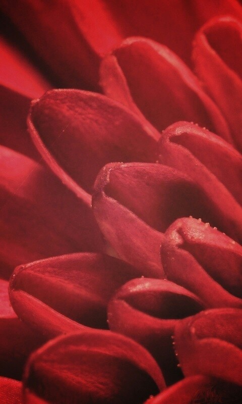 Лепестки хризантемы обои