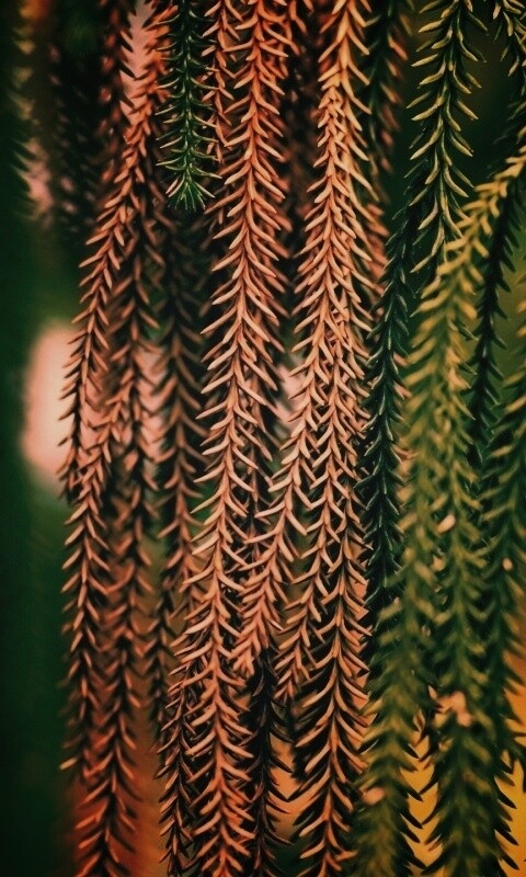 Зеленые колючки обои