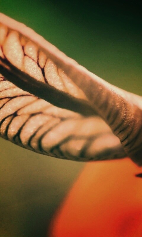 Сетчатый лист обои