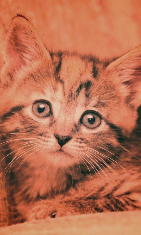 Милый маленький котенок обои