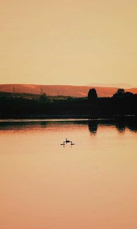 Утиное озеро обои